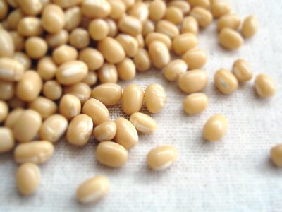 白小豆