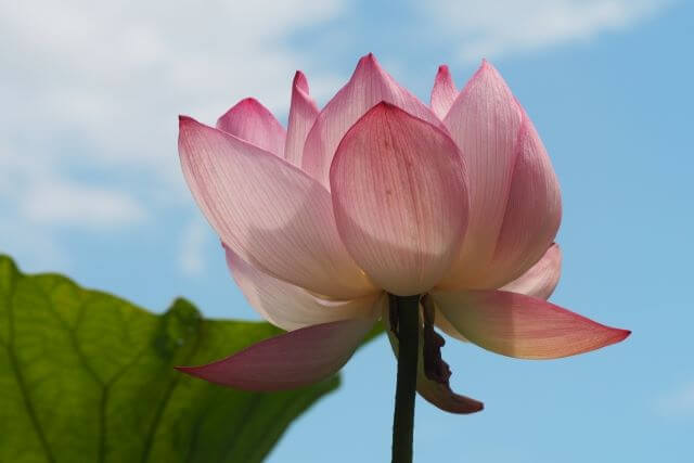 水蓮
