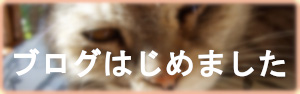 ブログ始めました